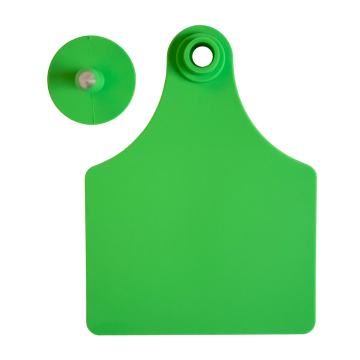 Sagebrush 2-Piece Tag - Pack of 25-Cow-Green