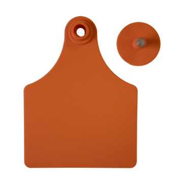 Sagebrush 2-Piece Tag - Pack of 25-Cow-Orange