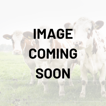 Strayhorn 2-Piece Ear Tags, Custom-Cow-Orange-Front Only-Pack Of 10
