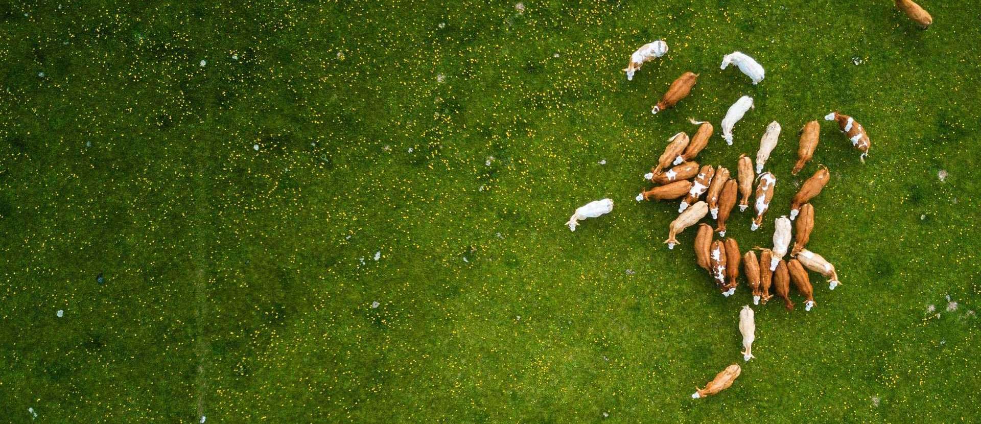 Animal Management, Livestock Vaccine Coolers - Strayhorn